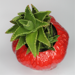 Aloe en frutilla de cerámica