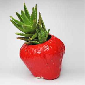 Aloe en frutilla de cerámica