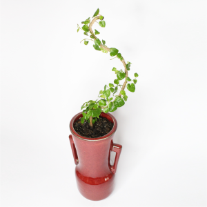 Ficus Repens Roja