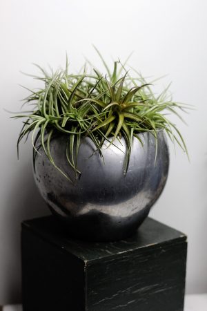 Tillandsias en cuenco metálico