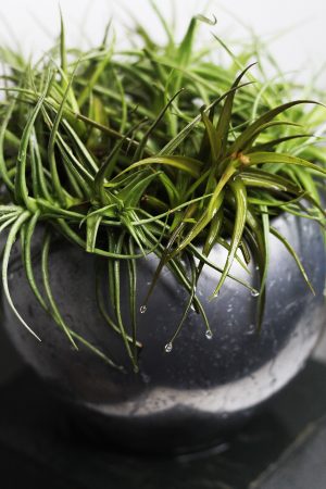 Tillandsias en cuenco metálico