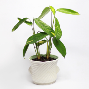 Maranta arundinacea en cerámica