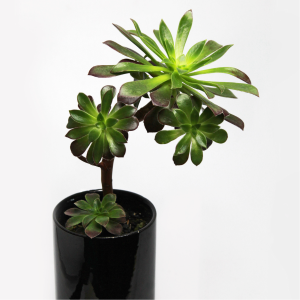 Aeonium en cerámica negra