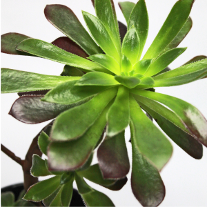 Aeonium en cerámica negra