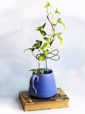 Senecio Macroglossus Variegata en cerámica con guía