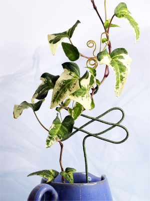Senecio Macroglossus Variegata en cerámica con guía